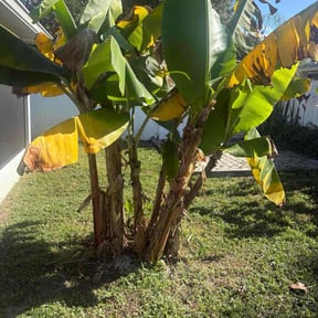 Bush Trimming by Turnerz Does it All reviewed on January 1, 2026