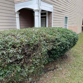 Bush Trimming by A and L lawn Care Professionals reviewed on August 15, 2025