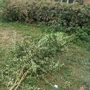 Bush Trimming by Quality Landscaping LLC reviewed on August 17, 2025
