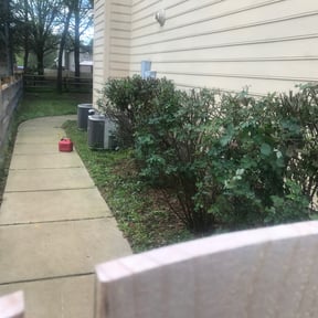 Bush Trimming by Northeast Yardworx reviewed on August 18, 2025