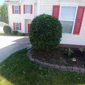 Bush Trimming by Davis yard services reviewed on August 18, 2025