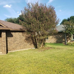 Bush Trimming by Tiaras Lawn care reviewed on August 15, 2025