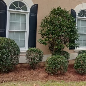 Bush Trimming by Lisa James Contracting LLC reviewed on August 20, 2025