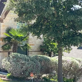 Bush Trimming by RLS Superior Landscapes reviewed on August 19, 2025