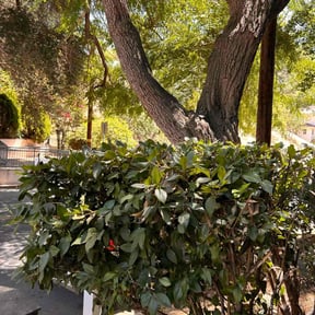 Bush Trimming by Eco Landscape &amp; Design reviewed on November 6, 2025