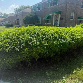 Bush Trimming by Watsons lawncare and outdoors reviewed on August 5, 2026
