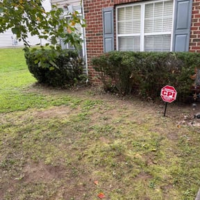 Bush Trimming by Cutting up Lawn and Tree Care reviewed on August 19, 2025