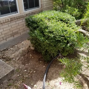 Bush Trimming by Lambeth building & design llc reviewed on August 15, 2025