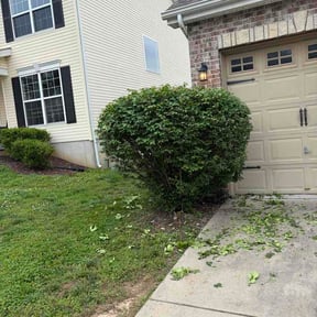 Bush Trimming by YTB reviewed on May 23, 2026