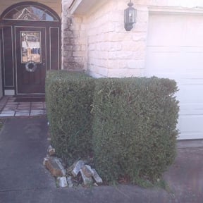 Bush Trimming by Marvel Carmichael reviewed on August 18, 2025