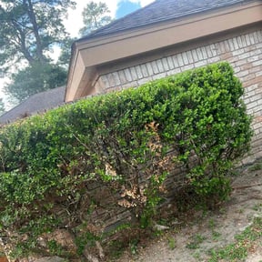 Bush Trimming by Gio Landscaping reviewed on August 17, 2025
