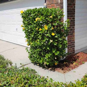 Bush Trimming by Nates Lawn Service reviewed on August 20, 2025