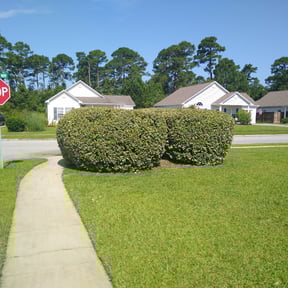 Bush Trimming by Green Missions Landscaping LLC reviewed on August 21, 2025