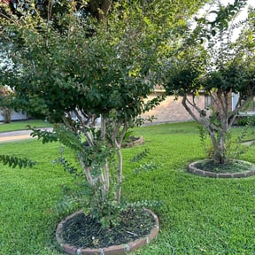 Leaf Removal by Pro Green Landscape L L C reviewed on September 30, 2021