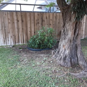 Bush Trimming by Gants lawn care reviewed on August 18, 2025