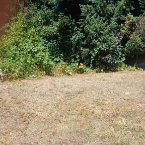 Bush Trimming by Browns Lawn Care &amp; Landscape reviewed on October 19, 2025