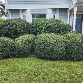 Bush Trimming by Dan’s Fresh Cut Lawn Service reviewed on August 18, 2025