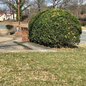 Bush Trimming by Re Image lawn care reviewed on August 17, 2025