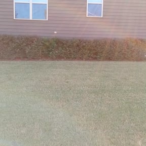 Bush Trimming by Mow Man reviewed on August 17, 2025