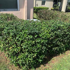 Bush Trimming by My Master Garden reviewed on August 18, 2025