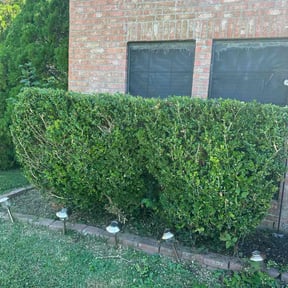 Bush Trimming by real lawn service reviewed on October 22, 2025