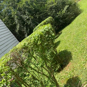 Bush Trimming by Parra&#039;s Lawn Service  reviewed on August 19, 2025