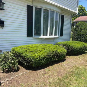 Bush Trimming by Carrate Landscaping LLC reviewed on June 8, 2026