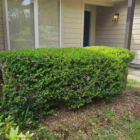 Bush Trimming by Giardina Landscape Company reviewed on November 28, 2025