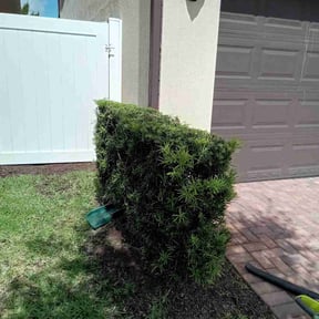 Bush Trimming by Botello's Lawn Care Service reviewed on August 17, 2025