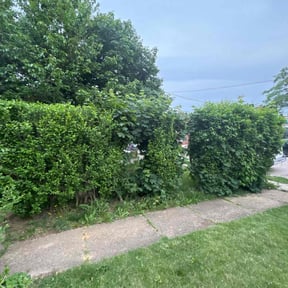 Bush Trimming by Quality Lawn Care reviewed on August 20, 2025