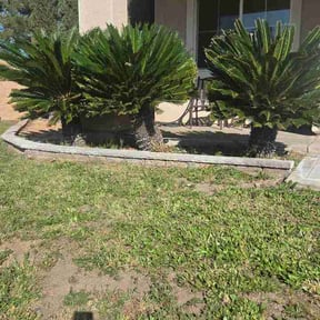 Bush Trimming by Lawn Envy reviewed on February 28, 2026