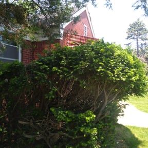 Bush Trimming by Bright Lawn Landscaping reviewed on August 16, 2025