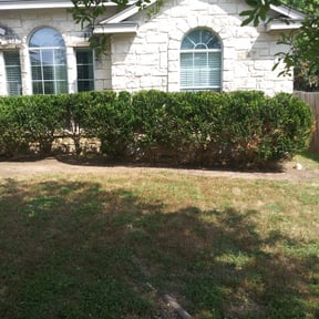 Bush Trimming by Strader Lawn Service reviewed on August 15, 2025