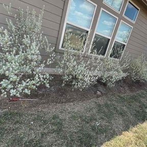 Flower Bed Weeding by Mando&#039;s lawncare service reviewed on October 19, 2025