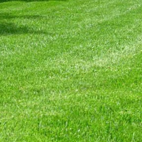 landscaping services by Smoove Cutz LLC reviewed on August 21, 2025