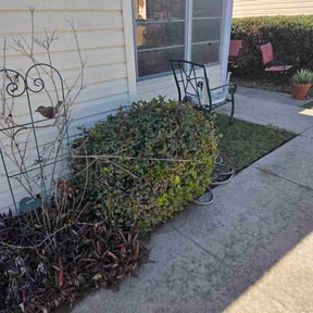 Bush Trimming by Tonyz Quality Care reviewed on May 20, 2026