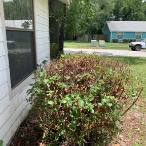 Bush Trimming by Maple Leaf Landscaping LLC reviewed on August 20, 2025