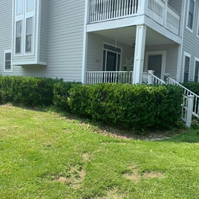 Bush Trimming by Exquisite Lawn & Grounds reviewed on August 20, 2025