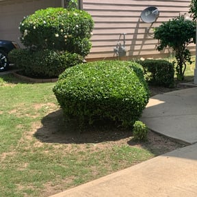 Bush Trimming by Cora reviewed on August 19, 2025