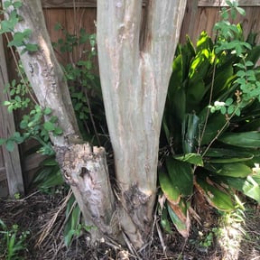 Bush Trimming by Thomas Enterprise LLC reviewed on August 15, 2025