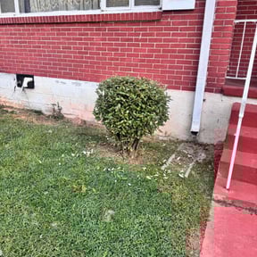 Bush Trimming by Bennett Lawn Care reviewed on November 24, 2025