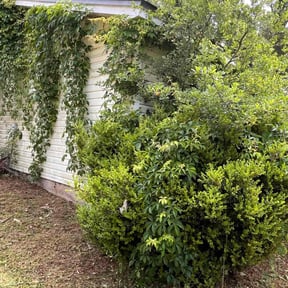Bush Trimming by PNC Delivery Express reviewed on August 17, 2025
