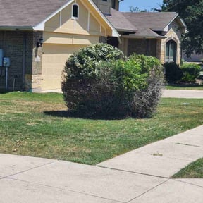 Bush Trimming by RTH Lawn Service & Landscaping LLC reviewed on August 20, 2025