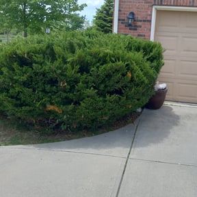 Bush Trimming by ABC Lawn Co. reviewed on August 20, 2025
