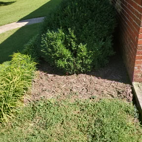 Flower Bed Weeding by Landscape reviewed on August 19, 2025