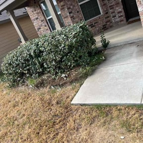 Bush Trimming by W. D. Giampa Lawn & Landscapes, INC. reviewed on August 21, 2025