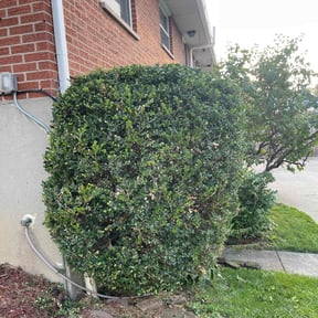 Bush Trimming by Jackson Enterprise Group, LLC reviewed on August 18, 2025
