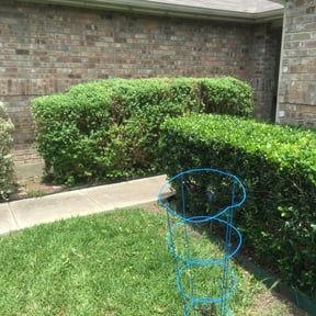 Bush Trimming by Sample Logistics Lawn Service reviewed on August 21, 2025