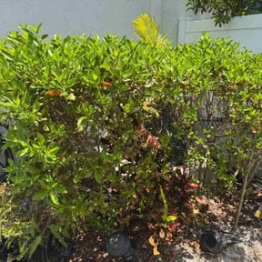 Bush Trimming by Heavenly Landscapes reviewed on November 14, 2023