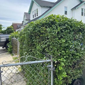 Bush Trimming by C.K. Lawn & Maintenance reviewed on August 16, 2025